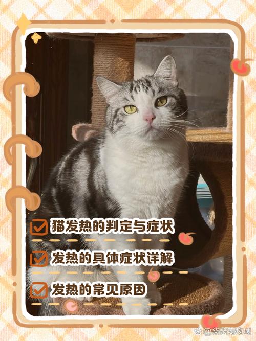 猫咪发烧是什么症状表现