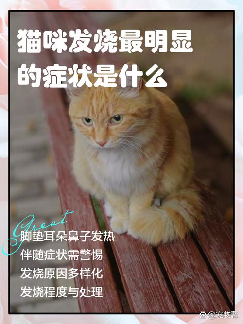 猫咪发烧的6个征兆是什么?