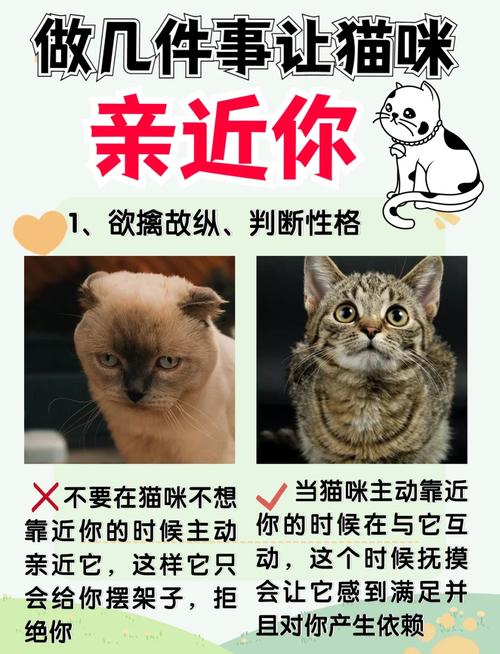 猫咪太粘人了咋办