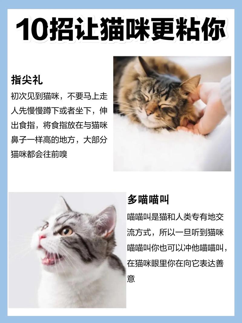 猫咪太粘人怎么办?