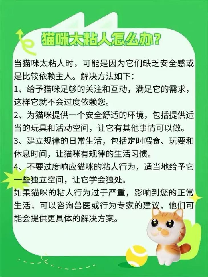 猫咪非常粘人,主人该怎么办呢?