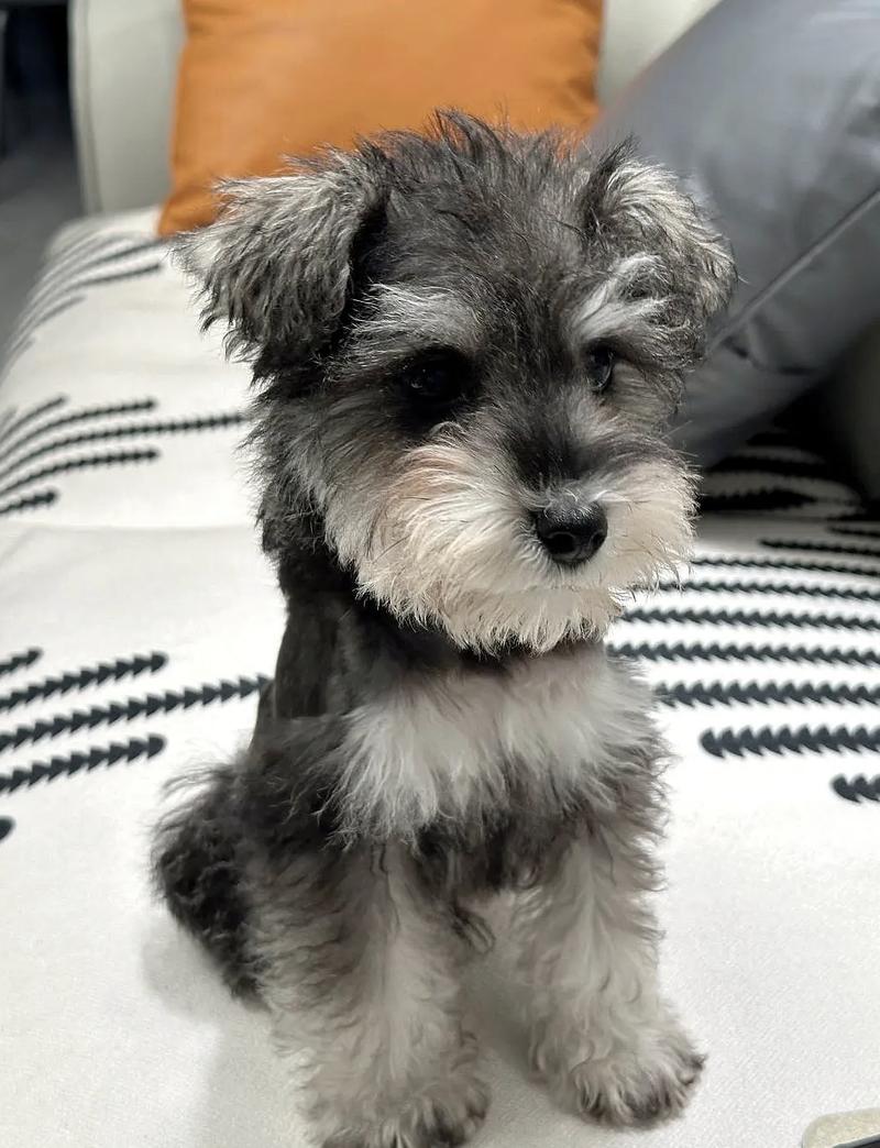 有没有1000块左右的名犬?另外问下灰白色雪纳瑞大概多少钱