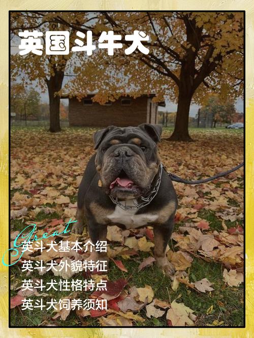 法斗最便宜多少钱一只