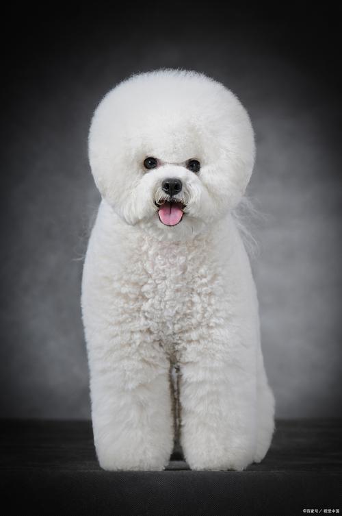 72种名犬小型犬