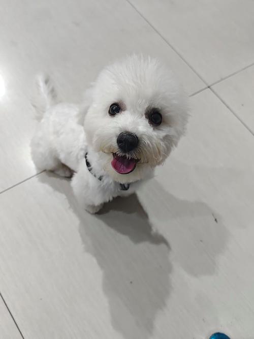 灰色比熊犬为什么不建议养?