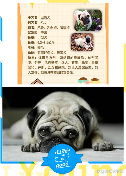 一个多月的巴哥犬怎么养?