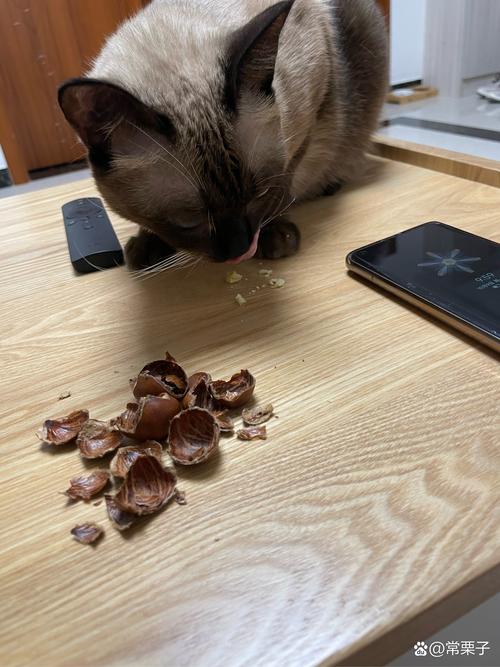 为什么比较好
不要给猫咪喂食坚果?