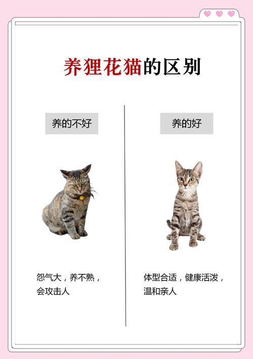 为什么要给狸花猫做绝育?