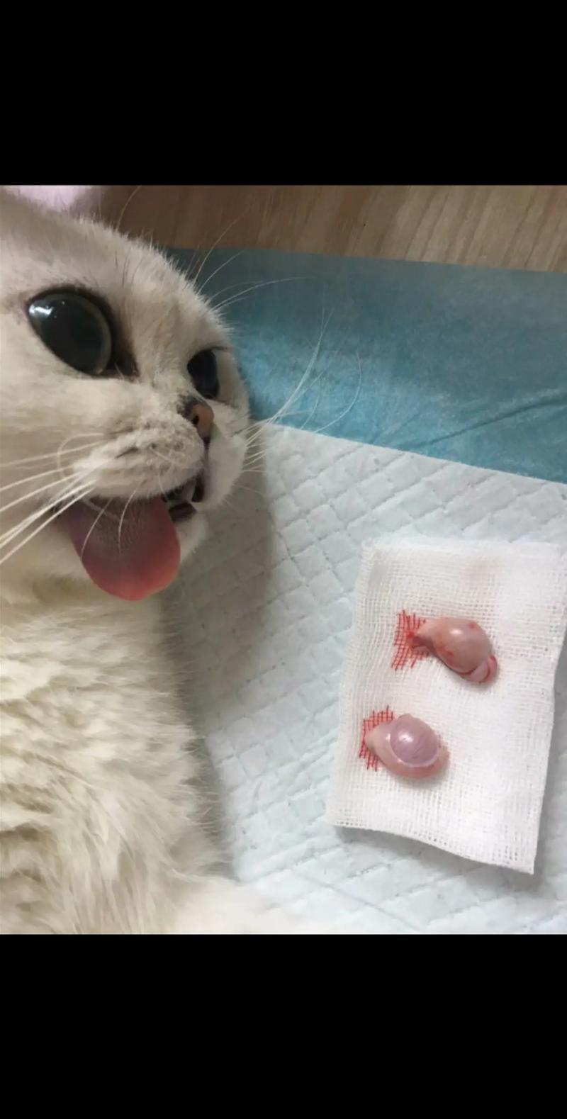 为什么要给猫做绝育手术