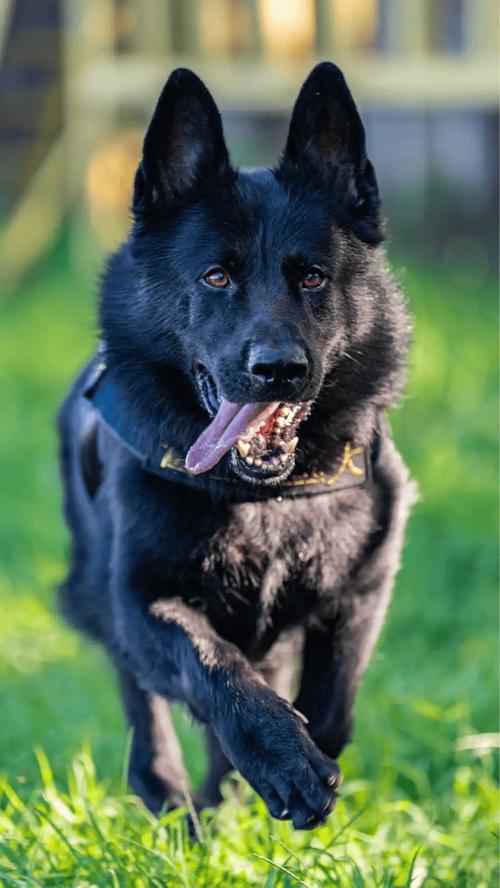 牧羊犬都有哪些?
