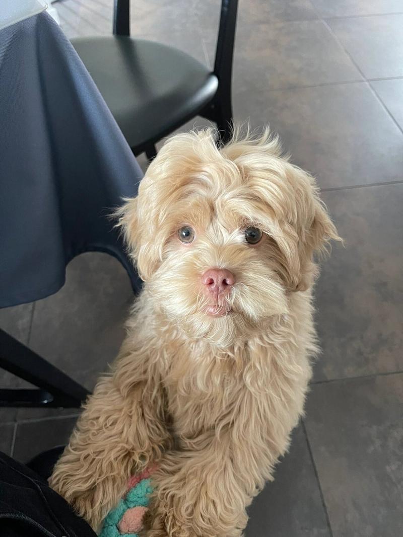 巴哥犬性格怎么样,巴哥犬的性格优缺点