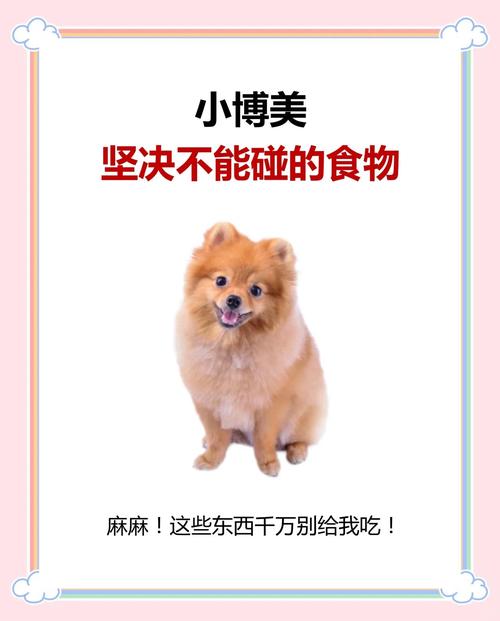 博美如何喂食