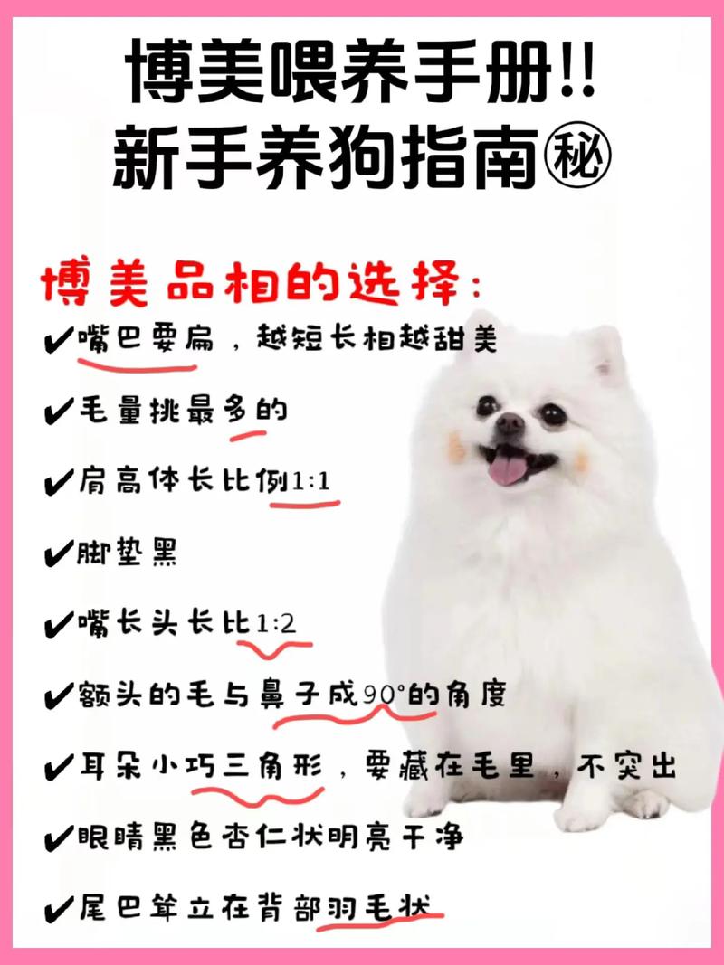 博美几个月吃成年犬粮