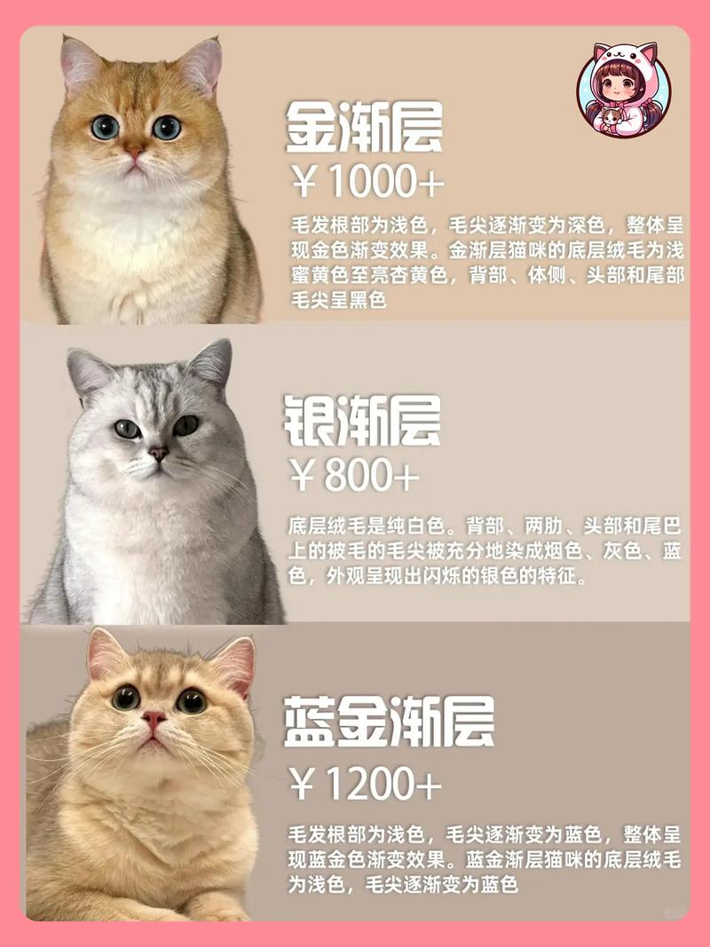 英短猫多少钱一只
