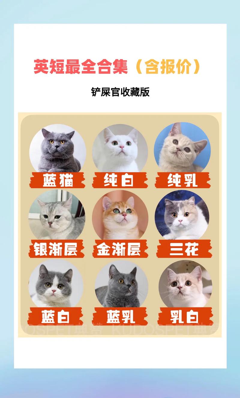 英短猫多少钱一只如何选购英短猫