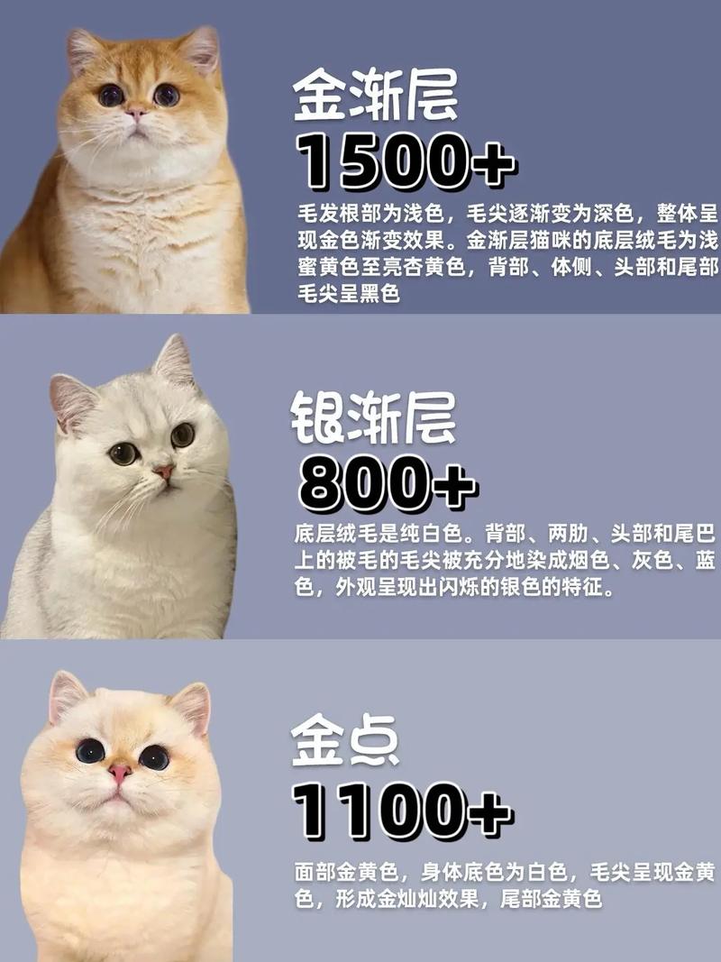 英短猫多少钱一只?