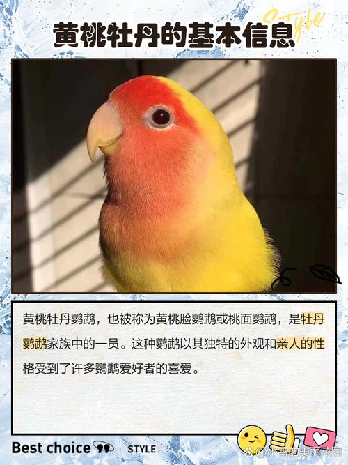 关于黄桃脸牡丹鹦鹉的几个问题,在线等。