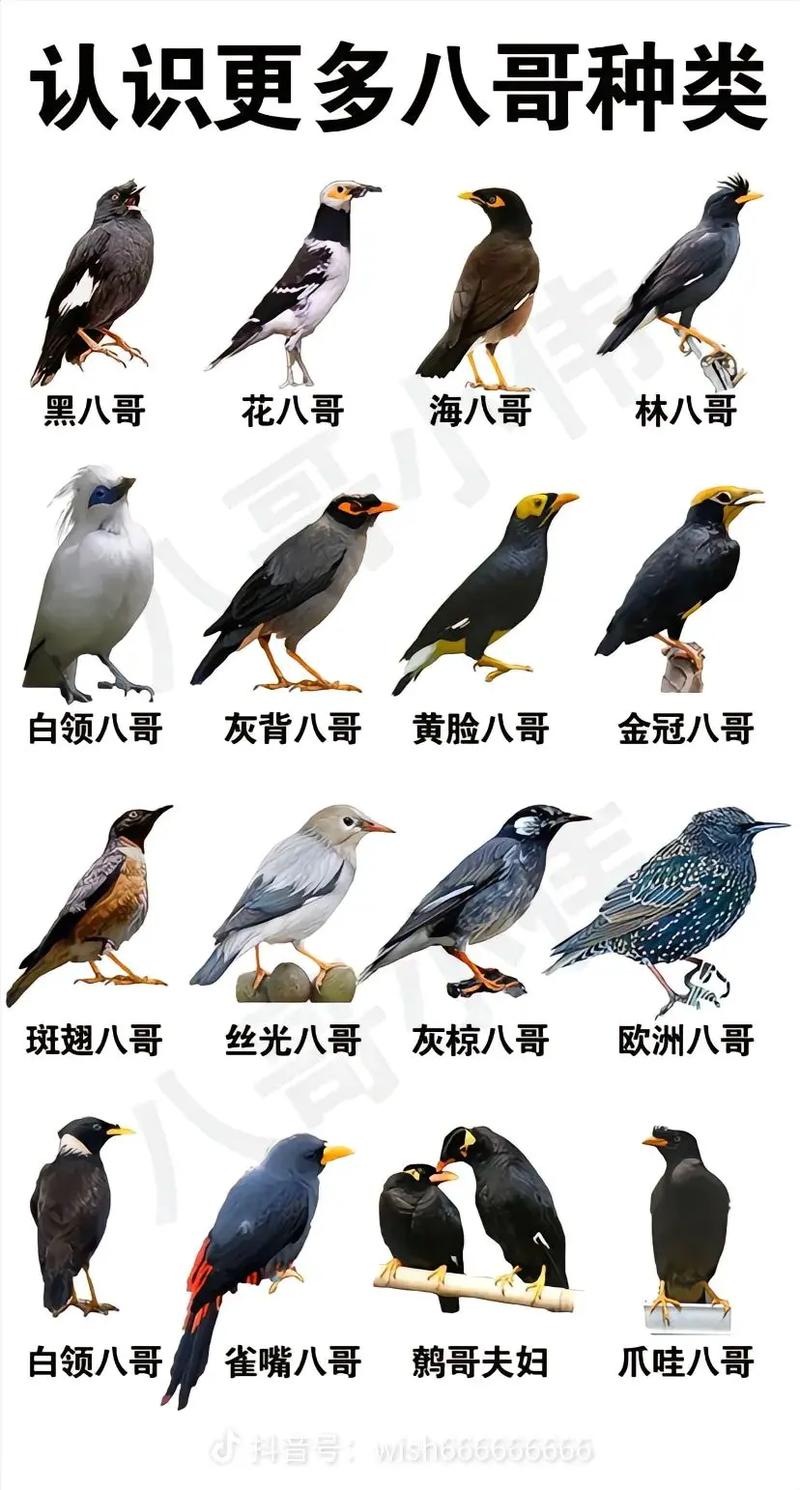 八哥鸟怎样才能学说话,是否
要修舌头?