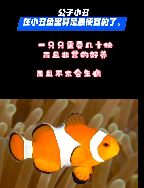 小丑鱼是否
真的很难养?