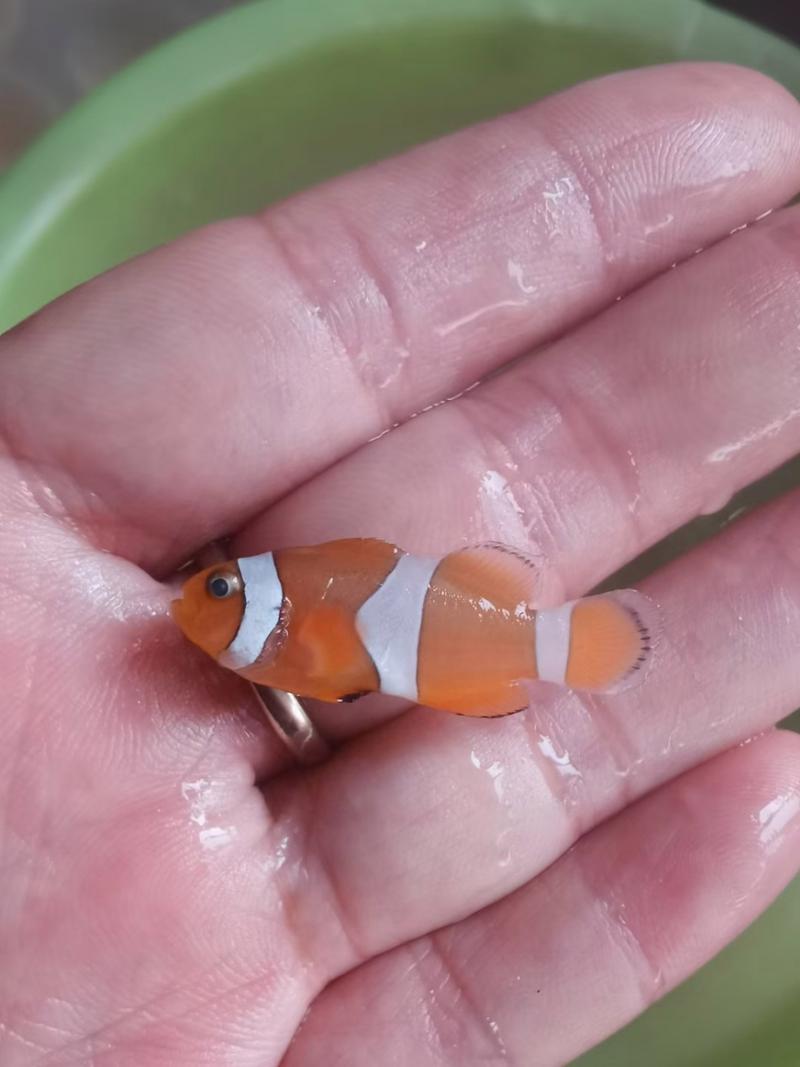 小丑鱼的饲养温度是多少