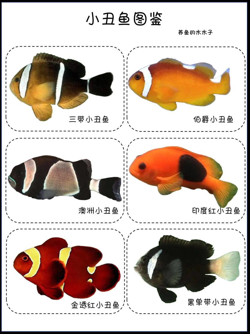 公子小丑鱼怎么养
