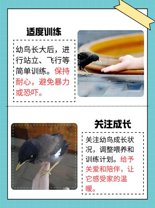 八哥喂养方法教程