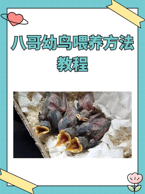 关于八哥鸟喂养方法