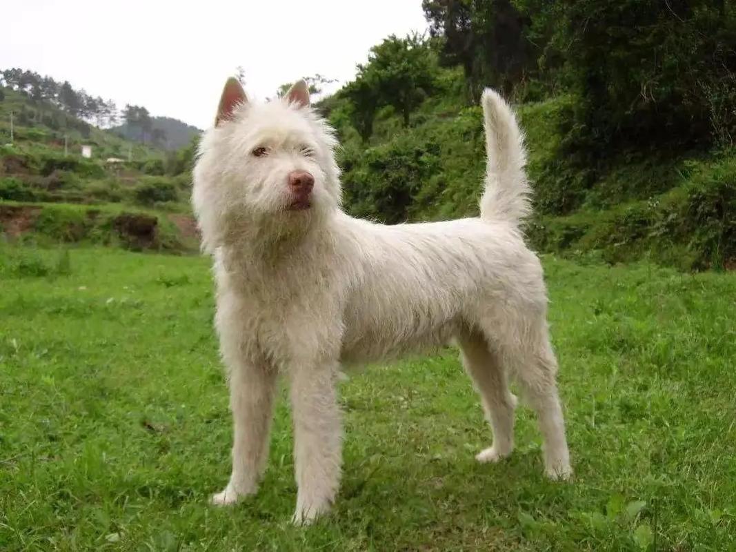 巴尔干猎犬和贵州下司猎犬哪个好