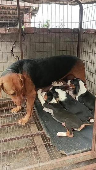 巴尔干猎犬和三色区别