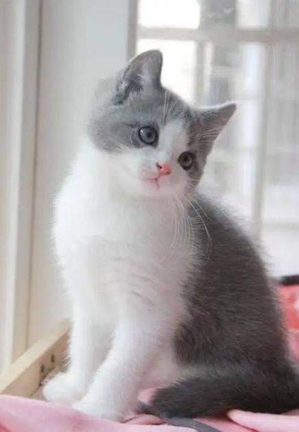 灰白色的猫是什么品种