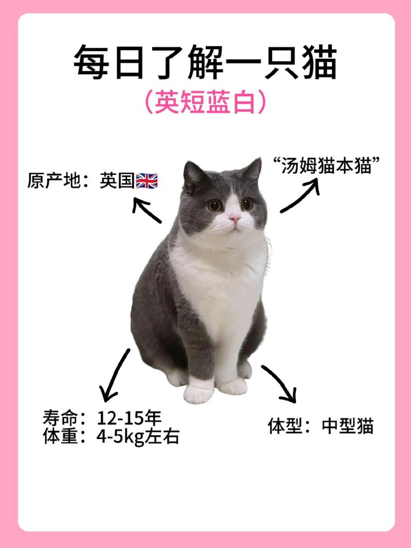 猫咪的种类有什么啊