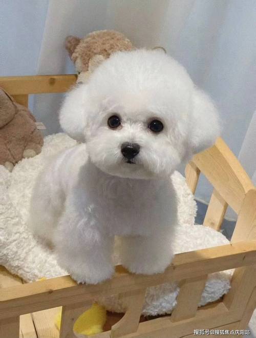 比熊犬是怎么来的?