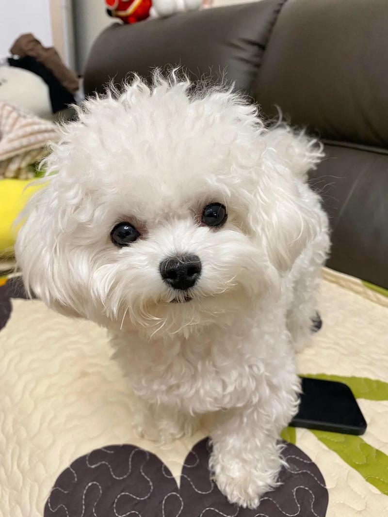屋虎的意思是什么