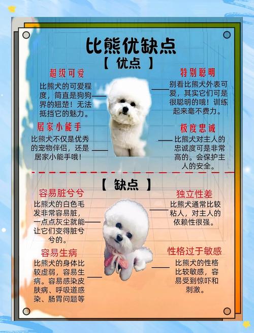 比熊的由来?