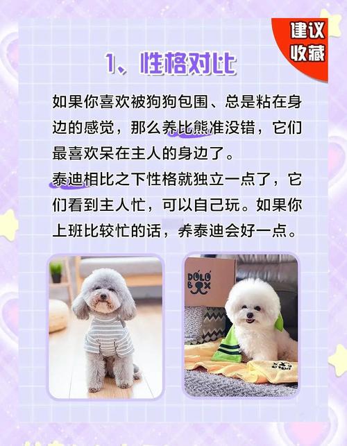 比熊和泰迪,养哪个比较好?