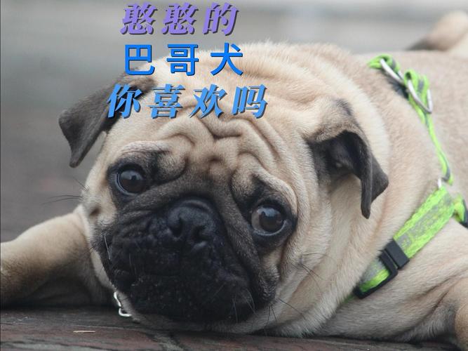 在宠物店买了一只比熊犬刚出生的狗狗被主人绳子绑尾巴到现在两个多...