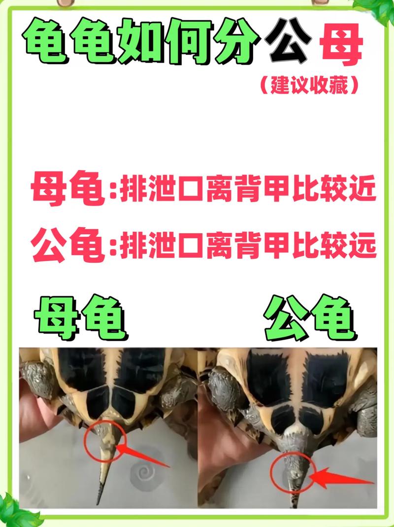 巴西龟怎么区分公母?