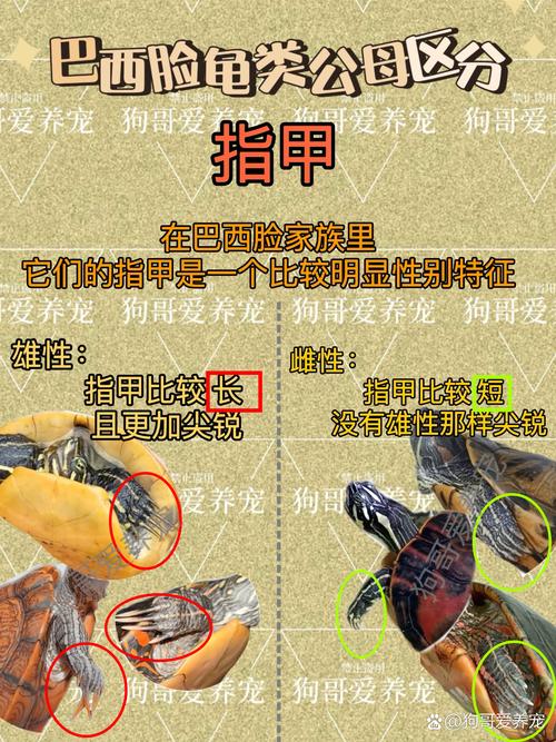 巴西金龟怎样分辨公母啊?谢谢!!