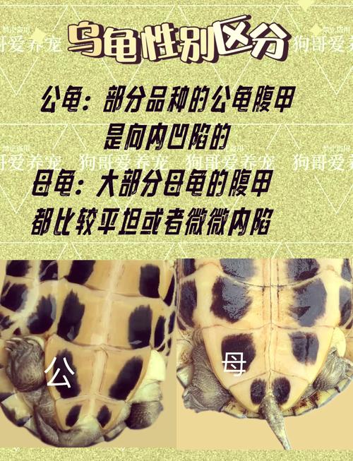 巴西龟怎么分公母?巴西龟多大可以找配偶?