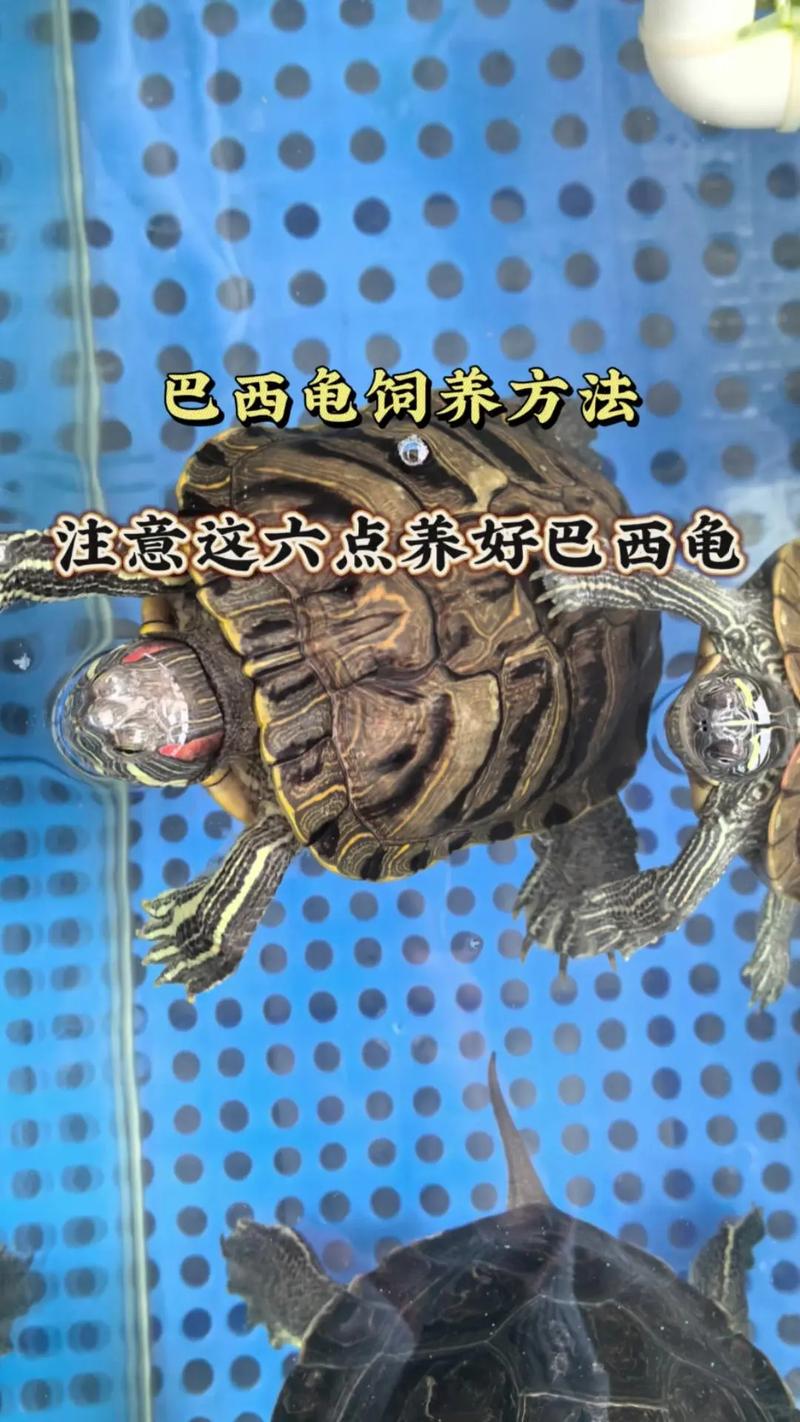 黄金巴西龟的养殖方法和注意事项