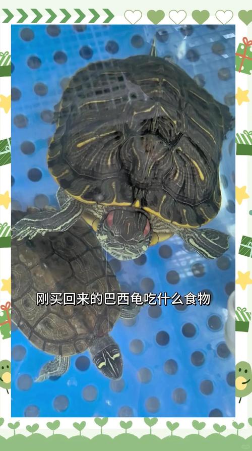 我是一个大学生.想请教一下如何饲养黄金巴西龟中你所说的外塘龟。。要...