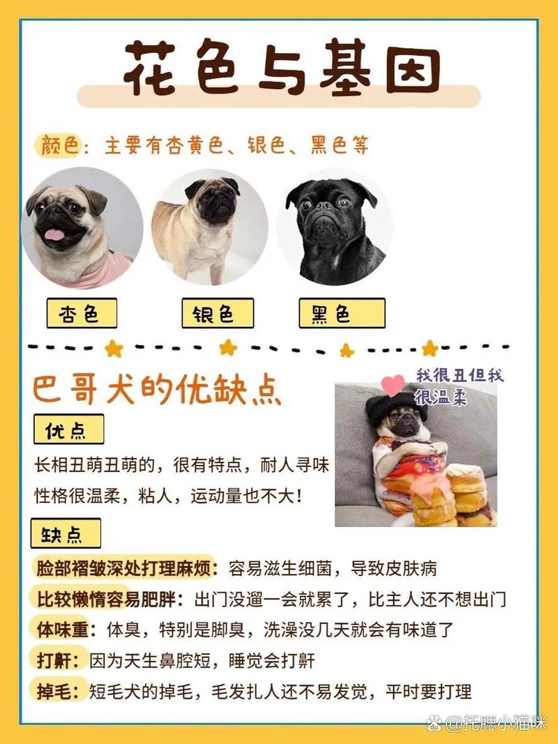 不同阶段的巴哥犬该如何喂养?