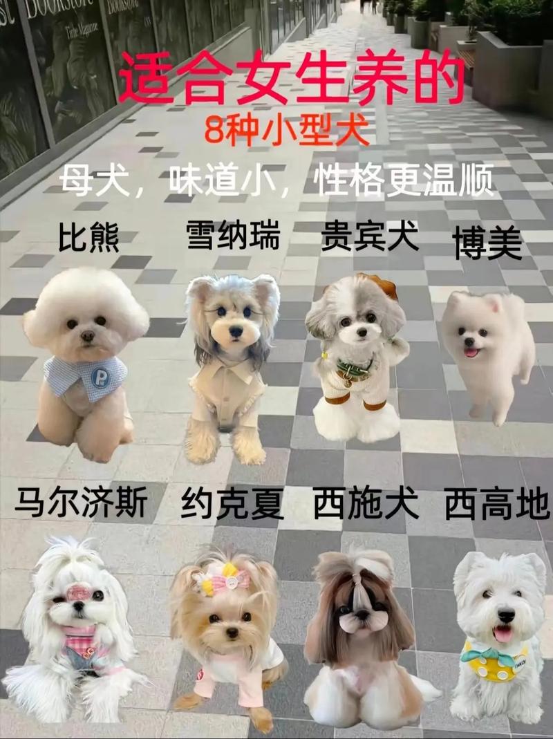 灰色毛炸开的是什么狗