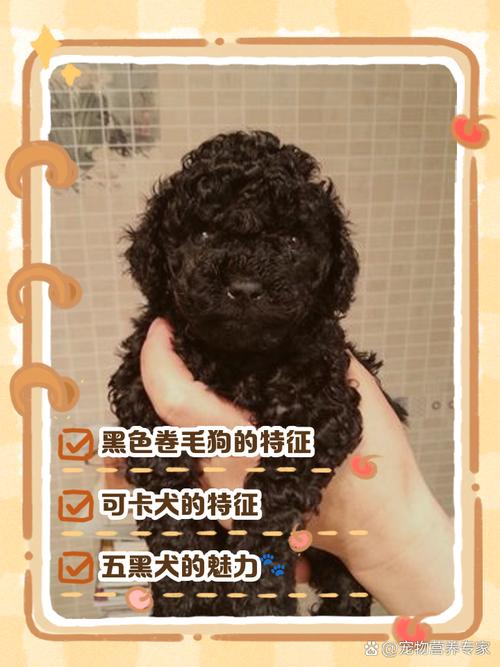 请问这只灰色卷毛狗是什么种类的?谢谢