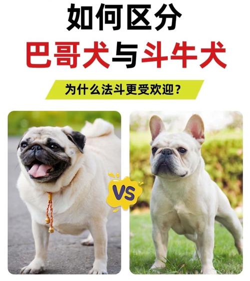 巴哥沙皮法斗区别?