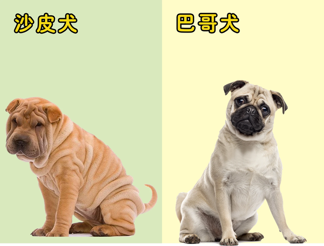 请问狗狗的品种巴哥和沙皮有什么区别