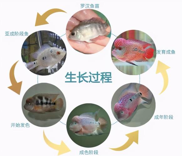 罗汉鱼什么时候起头