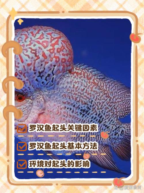 罗汉鱼怎么养变红