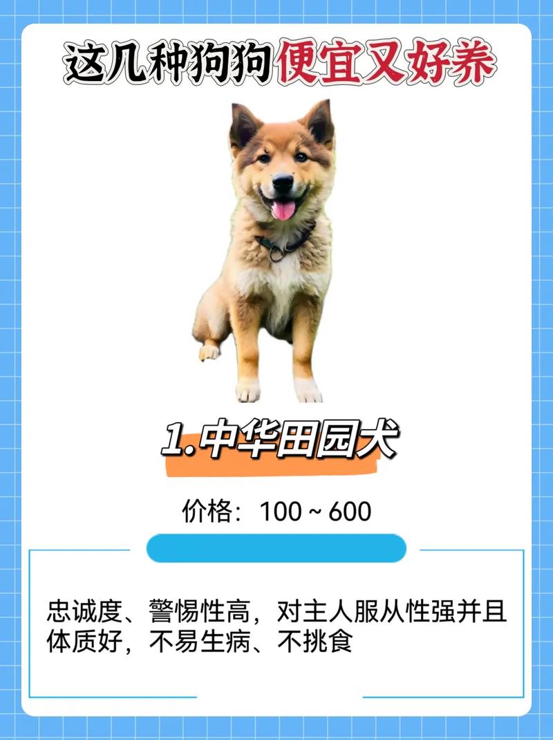 什么宠物狗便宜