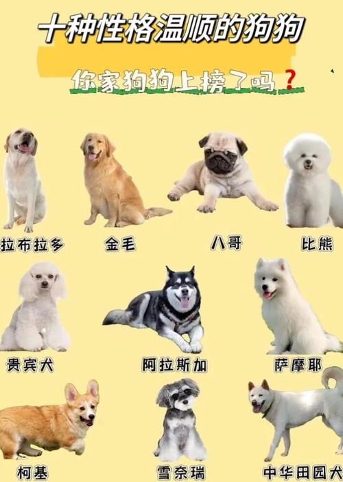 名贵狗狗品种排名,谁能告诉我。谢谢